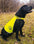 Elastisk Hi-Vis sikkerhedsvest til hunde